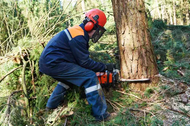 Abattage d'arbre dangereux proche d'une école maternelle, La Plaine-des-Palmistes, AZOT' ELAGAGE
