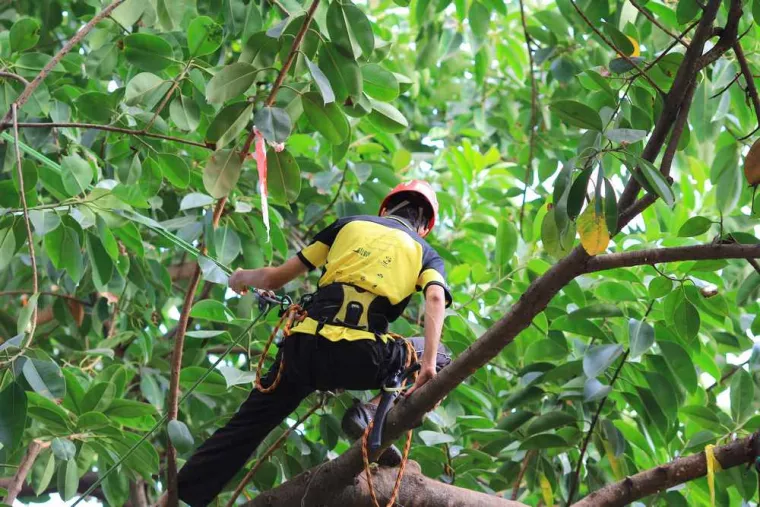 Élaguer un arbre qui dépasse sur une propriété privée, La Plaine-des-Palmistes, AZOT' ELAGAGE
