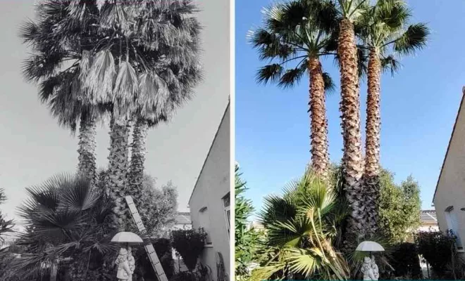 Élagage palmier Washingtonia, La Plaine-des-Palmistes, AZOT' ELAGAGE
