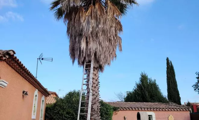 Élagage palmier Washingtonia, La Plaine-des-Palmistes, AZOT' ELAGAGE