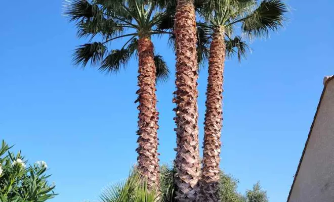 Élagage palmier Washingtonia, La Plaine-des-Palmistes, AZOT' ELAGAGE