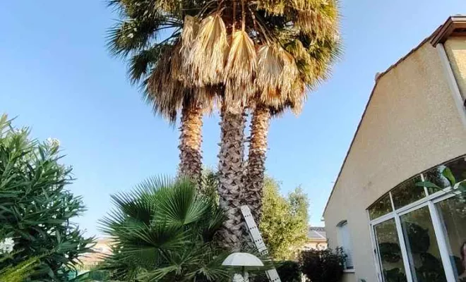 Élagage palmier Washingtonia, La Plaine-des-Palmistes, AZOT' ELAGAGE