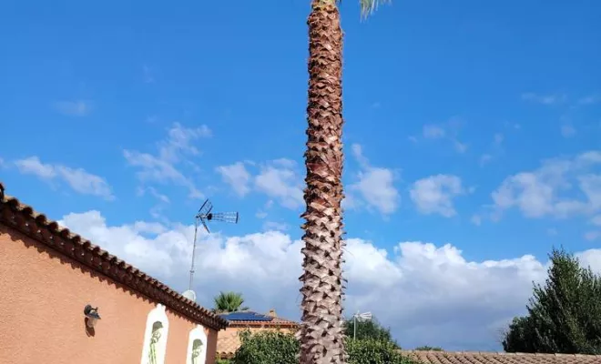 Élagage palmier Washingtonia, La Plaine-des-Palmistes, AZOT' ELAGAGE