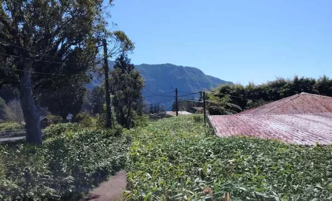 Taille de haies, La Plaine-des-Palmistes, AZOT' ELAGAGE
