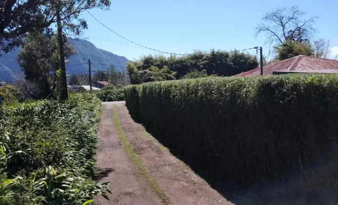 Taille de haies, La Plaine-des-Palmistes, AZOT' ELAGAGE