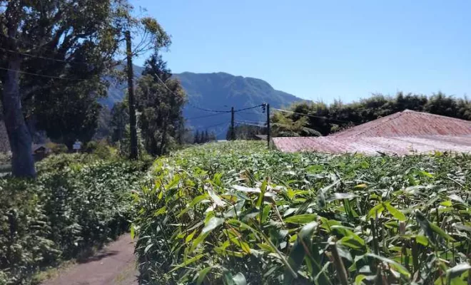 Taille de haies, La Plaine-des-Palmistes, AZOT' ELAGAGE