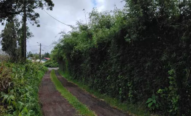 Taille de haies, La Plaine-des-Palmistes, AZOT' ELAGAGE