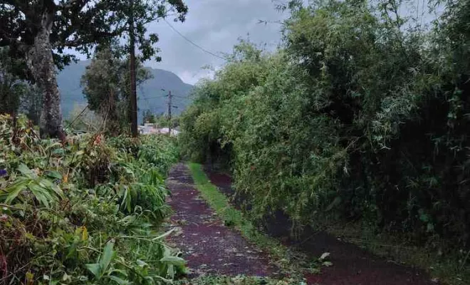 Taille de haies, La Plaine-des-Palmistes, AZOT' ELAGAGE