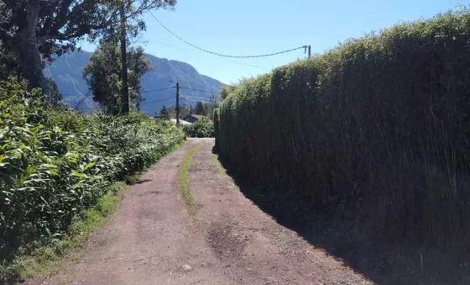 Taille de haies, La Plaine-des-Palmistes, AZOT' ELAGAGE