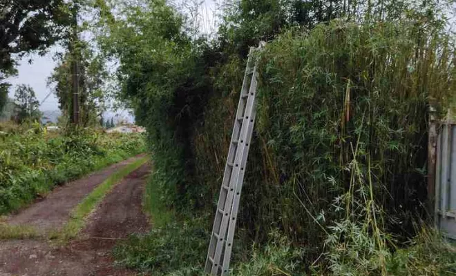Taille de haies, La Plaine-des-Palmistes, AZOT' ELAGAGE