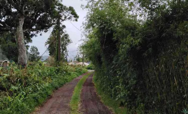 Taille de haies, La Plaine-des-Palmistes, AZOT' ELAGAGE