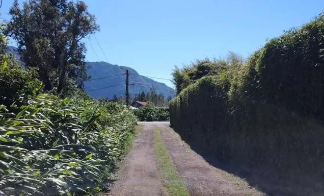 Taille de haies, La Plaine-des-Palmistes, AZOT' ELAGAGE