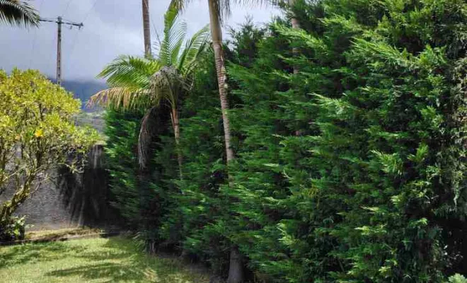 Taille de haies et tuyas, La Plaine-des-Palmistes, AZOT' ELAGAGE