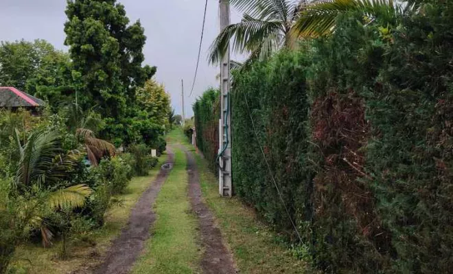 Taille de haies et tuyas, La Plaine-des-Palmistes, AZOT' ELAGAGE
