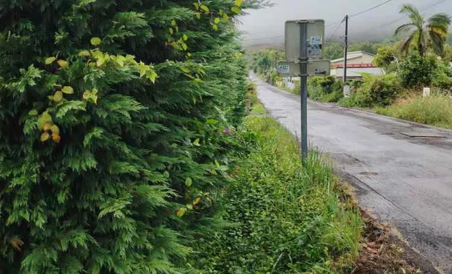 Taille de haies et tuyas, La Plaine-des-Palmistes, AZOT' ELAGAGE