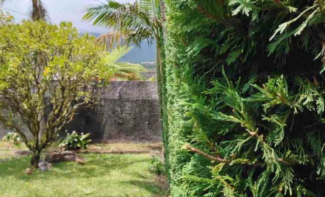 Taille de haies et tuyas, La Plaine-des-Palmistes, AZOT' ELAGAGE