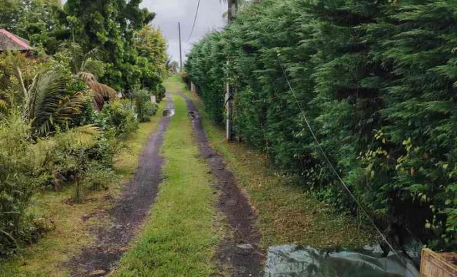 Taille de haies et tuyas, La Plaine-des-Palmistes, AZOT' ELAGAGE