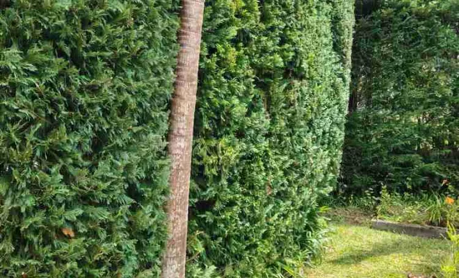Taille de haies et tuyas, La Plaine-des-Palmistes, AZOT' ELAGAGE